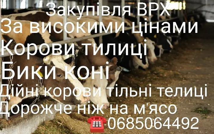 Прием скота на мясо и ферму- фото № 1
