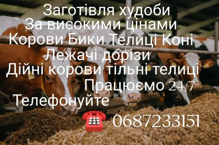 Покупка худобы дорого- фото № 1