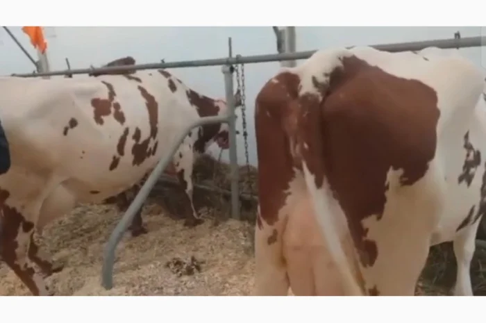 Коровы молочной породы Айшир на продажу- фото № 2