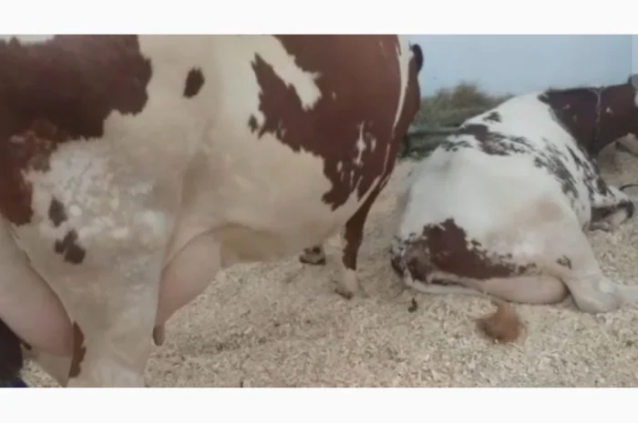 Коровы молочной породы Айшир на продажу- фото № 3