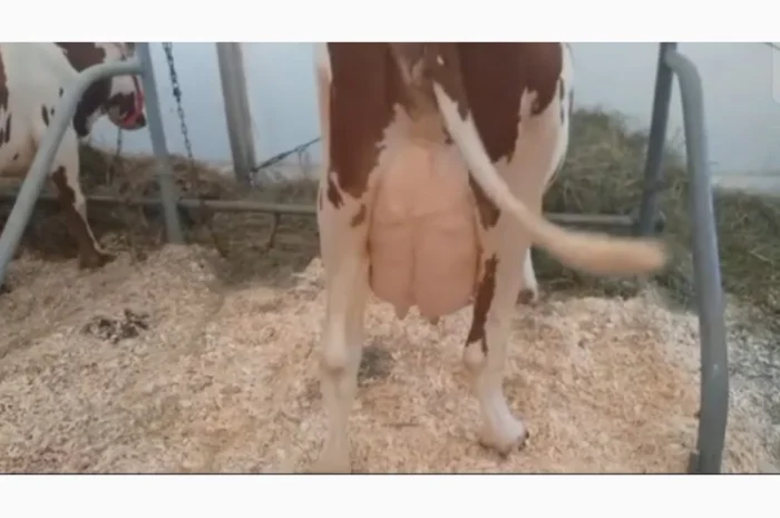 Коровы молочной породы Айшир на продажу- фото № 4