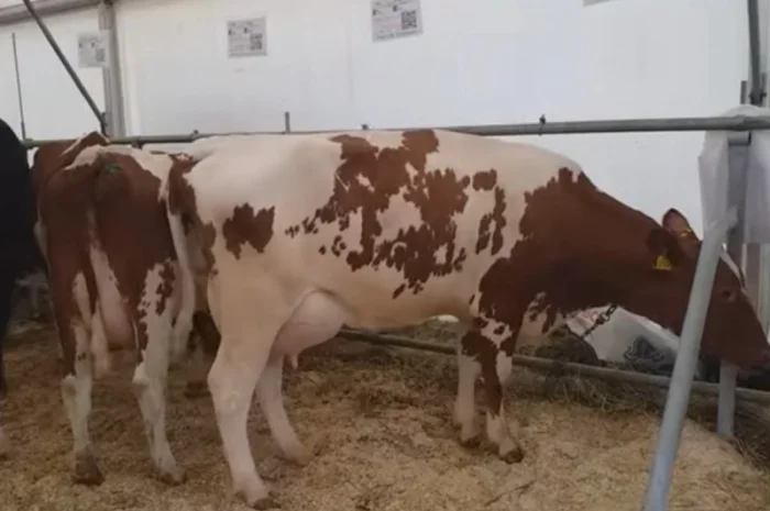 Коровы молочной породы Айшир на продажу- фото № 5