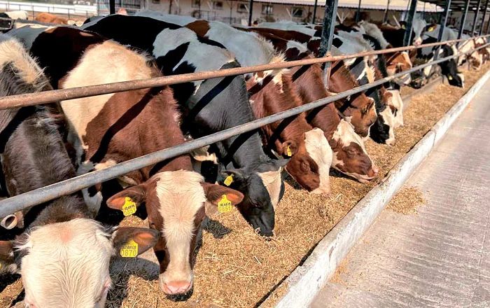 Куплю ВРХ: коровы и быки- фото № 1