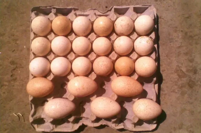 Продам інкубаційне яйце індиків- фото № 2