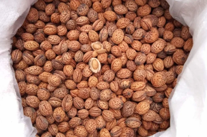 Продается косточка маньчжурского персика- фото № 1