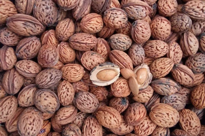 Продается косточка маньчжурского персика- фото № 2