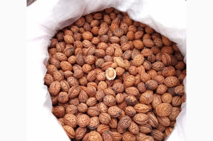 Продается косточка маньчжурского персика- фото № 3