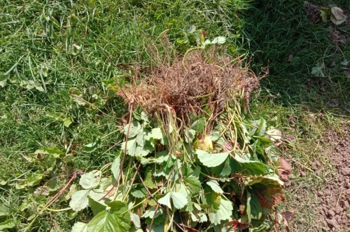 Продам саджанці малини- фото № 1