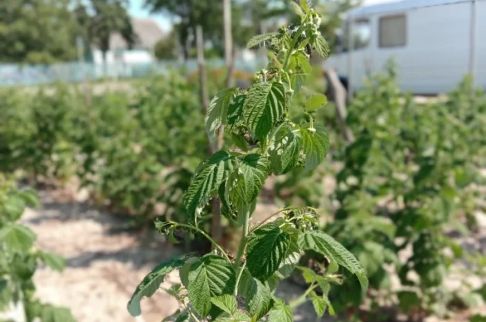 Продам саджанці малини- фото № 2