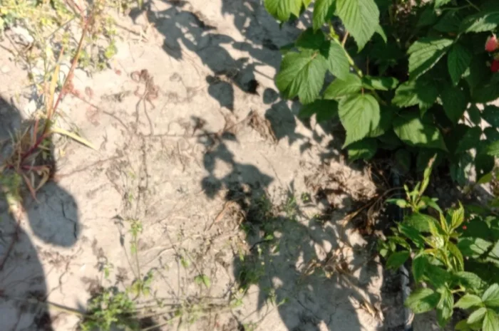 Продам саджанці малини- фото № 11