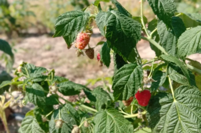 Продам саджанці малини- фото № 10