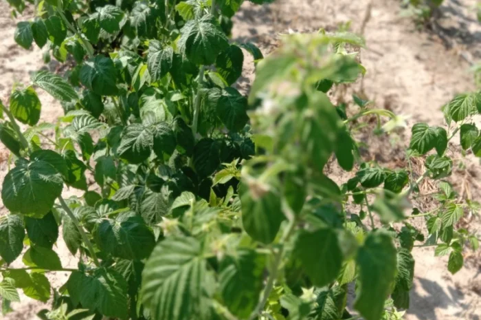 Продам саджанці малини- фото № 9