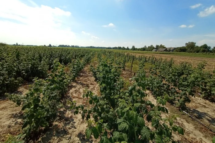 Продам саджанці малини- фото № 8