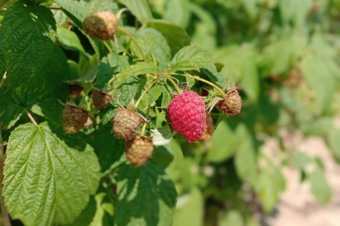Продам саджанці малини- фото № 7