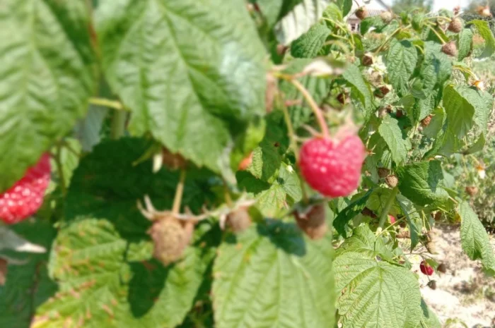 Продам саджанці малини- фото № 6