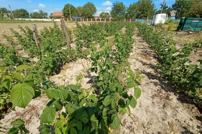Продам саджанці малини- фото № 5
