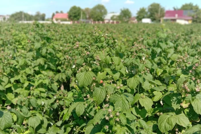 Продам саджанці малини- фото № 4