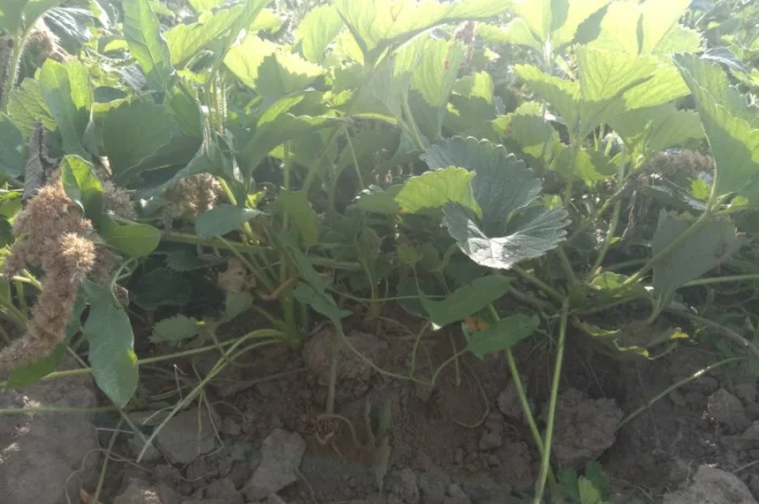 Продам саджанці малини- фото № 18