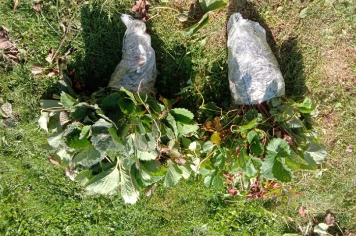 Продам саджанці малини- фото № 17