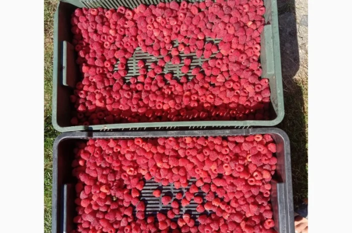 Продам саджанці малини- фото № 16