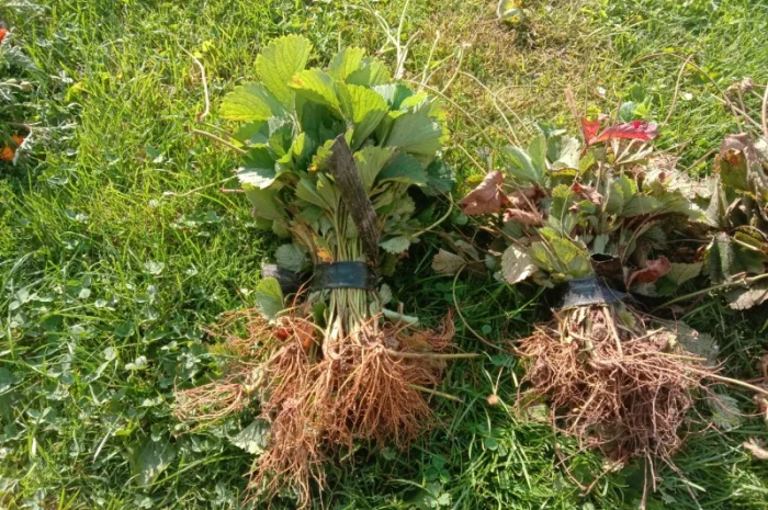 Продам саджанці малини- фото № 15