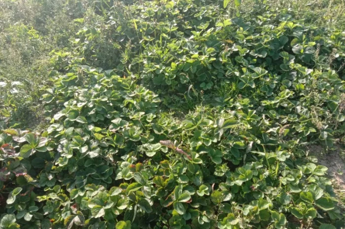 Продам саджанці малини- фото № 14