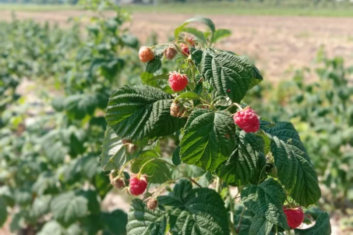 Продам саджанці малини- фото № 13