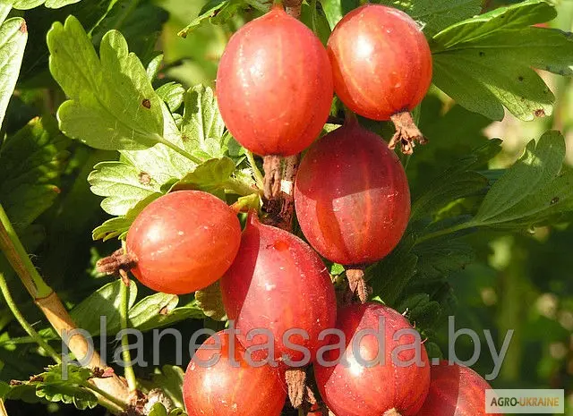 Продаж чистосортних саджанців малини з розсадника- фото № 3