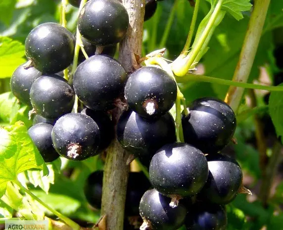 Продаж чистосортних саджанців малини з розсадника- фото № 6
