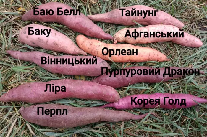 Бронирование рассады батата (черенков) Ліра- фото № 9