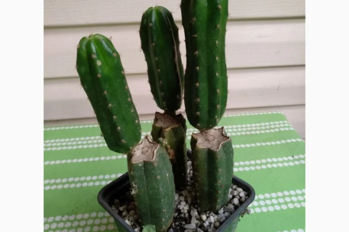 Продам Кактус Сан Педро ( San Pedro Trichocereus pachanoi Echinopsis pachanoi )- фото № 2
