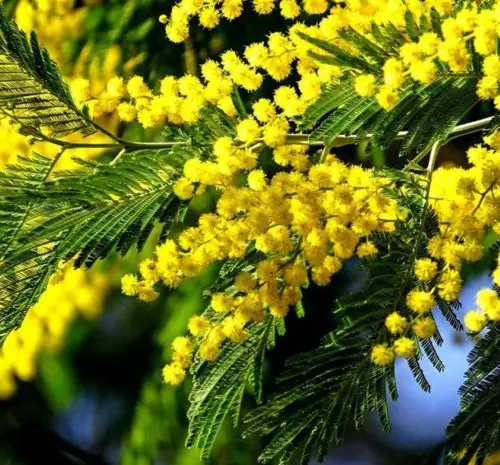 Саджанці мімози Acacia Dealbata- фото № 1