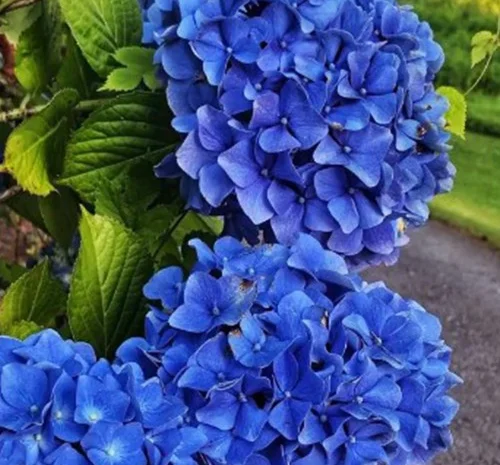Саженцы гортензии Nikko Blue- фото № 1