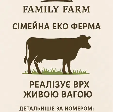 Продам биків живою вагою- фото № 1