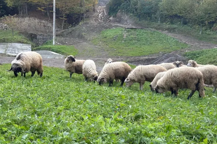 Продам Баранину живым весом!- фото № 1