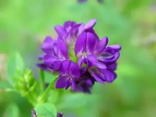 Куплю семена люцерны- фото № 1