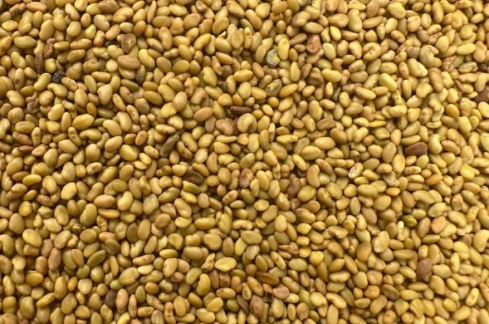 Продам оптом насіння люцерни- фото № 1