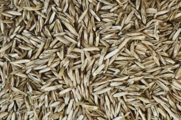 Продам оптом насіння райграсу однорічного- фото № 1