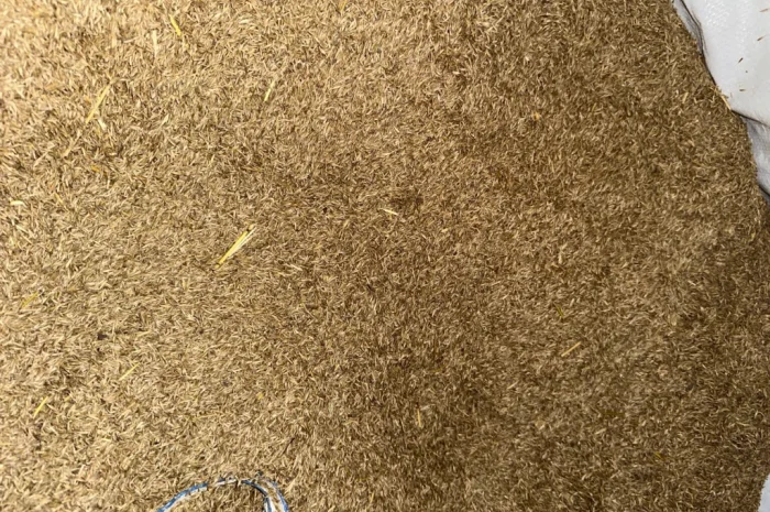 Продам оптом насіння райграсу однорічного- фото № 3