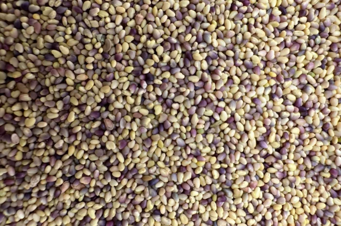 Продажа оптом семян конюшины- фото № 3