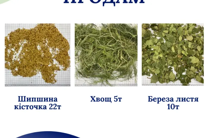 Продам лікарські РОСЛИНИ | ОПТ (лік трави і ягоди)- фото № 2