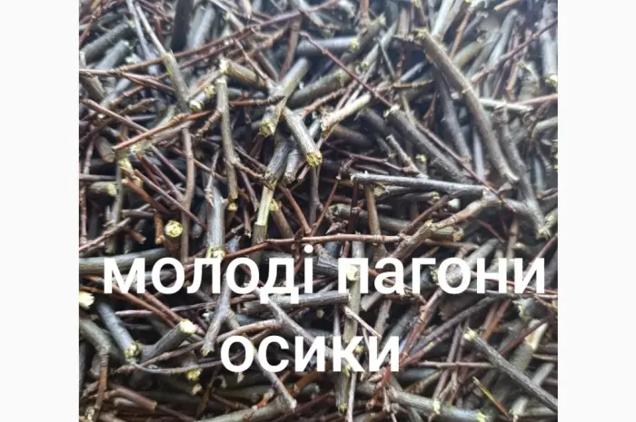 Побеги молодой осины- фото № 1
