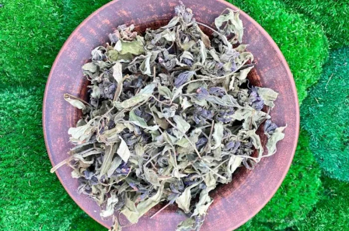 Медунка трава- фото № 2