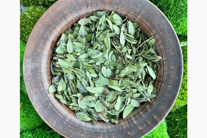 Листя брусниці- фото № 1