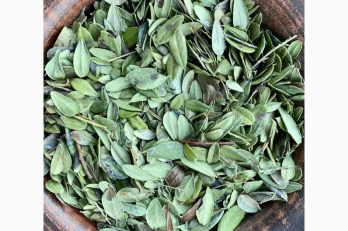 Листя брусниці- фото № 2