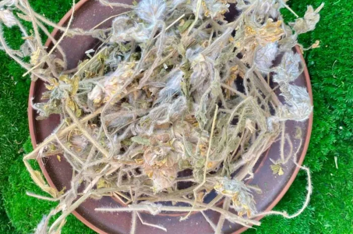 Астрагал шерстистоквітковий- фото № 1