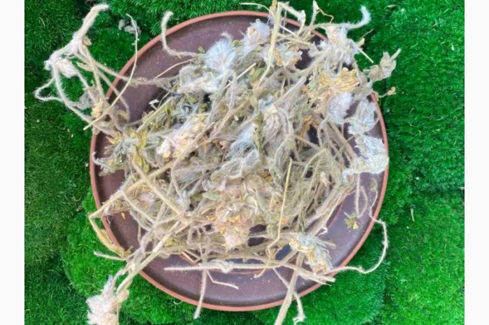 Астрагал шерстистоквітковий- фото № 2