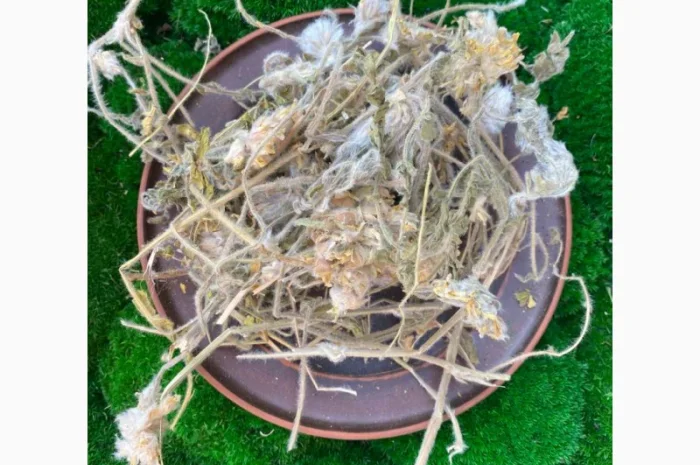 Астрагал шерстистоквітковий- фото № 3