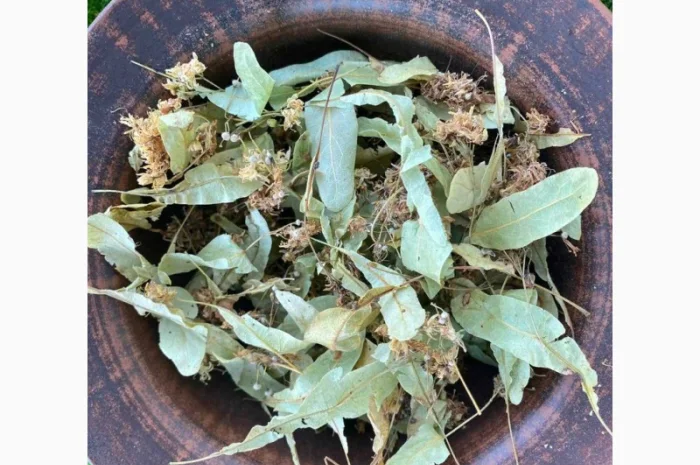 Цвіт липи- фото № 3