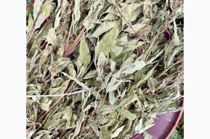 Череда- фото № 1